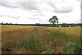 Willowherb & Winter wheat in Great Dunmow North Ward
