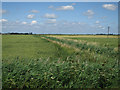 Wheat field by Outwell Road in PE34 3NU