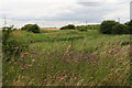 Knapweed by the old railway outside Withernsea in HU19 2LU