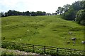 Sheep grazing by the railway in YO22 5LG