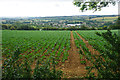 Brassica crop above Chipping Campden in GL55 6AY