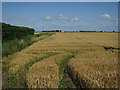 Wheat field by Cuckoo Road in PE34 3NY