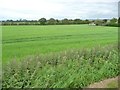 Cereal crop near Crabtree Bridge Farm in L40 7RY