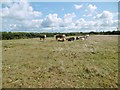 Holbury Purlieu, cattle grazing in SO45 2FH