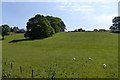 Grassland with sheep and Esk Hall near Sleights in YO22 5EQ