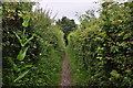 North Devon : Footpath in EX33 1NT