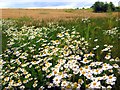 Weeds of the barley field near Humshaugh Burn in NE46 4BN
