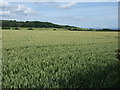 Crop field near Grasshill House in TS13 5HZ