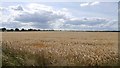 Barley, Ellerdine Heath in TF6 6RN