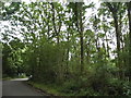 Manor Farm Wood, West End in GU18 5XR