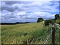 Fields west of Etchilhampton Hill in SN10 3LD
