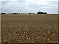 Crop field off Banham Road in NR16 2EW
