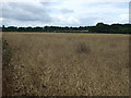 Oilseed rape crop near Banham Hall in NR16 2BY