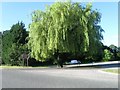 Weeping Willow, Lysley Arms in SN15 3RY