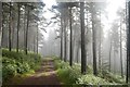 Misty Morning in Ben Bhraggie Wood in KW10 6SD