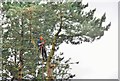 Tree Maintenance - Every Little Helps! in ST9 9LN