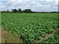 Crop field off Church Lane in NR16 1QY