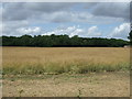 Crop field north of Silfield Road in NR16 1HD