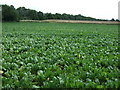 Crop field south of Brickkiln Lane in NR15 1QB