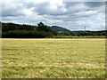 A nice crop of hay near Bow Street in Tirymynach Community
