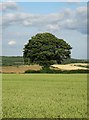 Tree east of Biggin Lane near Biggin Farm in DE55 5NP