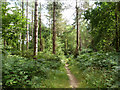 Path, Alice Holt Forest in GU10 4ES