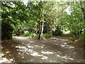 Path junction, Alice Holt Forest in GU10 4HB