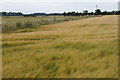 Barley growing along Curlew Lane, Rufford in L40 1SY