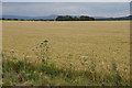 Wheat along Curlew Lane. Rufford in L40 1SY