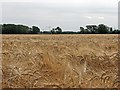 Barley field and distant cranes in CB23 8AA