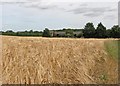 Barley field and corrugated barns in CB23 8AA