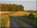 Woodland edge near Pockley Grange in YO62 7TF
