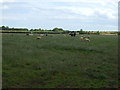 Grazing near Bowsden Moor Farm in TD15 2TG