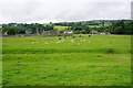 Sheep and cows by Sawley Abbey in BB7 4RS