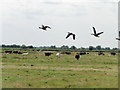 Greylag geese taking off over cows in NR29 4RG