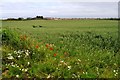 Poppies and Farmland in KY1 1GA