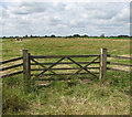 Dairy cows grazing on Heigham Holmes in NR29 4RG