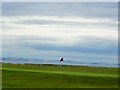 West Links Golf Course, North Berwick (18th Green) in EH39 4LW