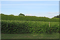 Vines at Great Stocks Vineyard, Stock in CM4 9RB