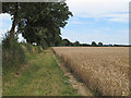 Footpath on wheat field boundary, near Malting Farm, Little Horkesley in Little Horkesley