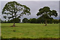 Trees in field beside Trent & Mersey Canal in CW11 4XY