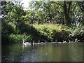 Swans on the River Great Ouse in MK42 8SD
