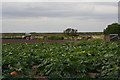 Pumpkin field off Middle Marsh Road near Fosdyke Bridge in PE20 2DD