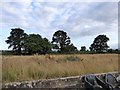 Field and trees south of Point-in-View, Exmouth in EX8 5AF