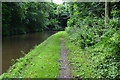 Shropshire Union Canal, looking characteristically green and leafy in ST20 0NZ