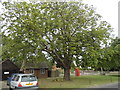 The spreading chestnut tree in RH14 0DA