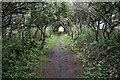 Footpath in a hedge tunnel in SA62 6BN