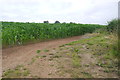 Maize Field in BS40 5TU