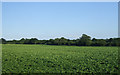 Crop field, Wymondham in NR18 0PY