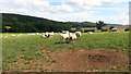 Sheep grazing near the Suckley Hills in Suckley